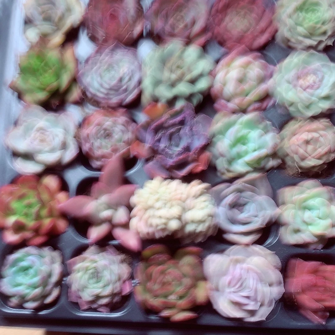 多肉植物带穴盘30