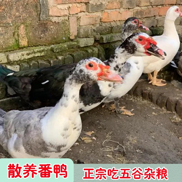 【顺丰包邮】农村散养红脸鸭番鸭带内脏(改价链接)