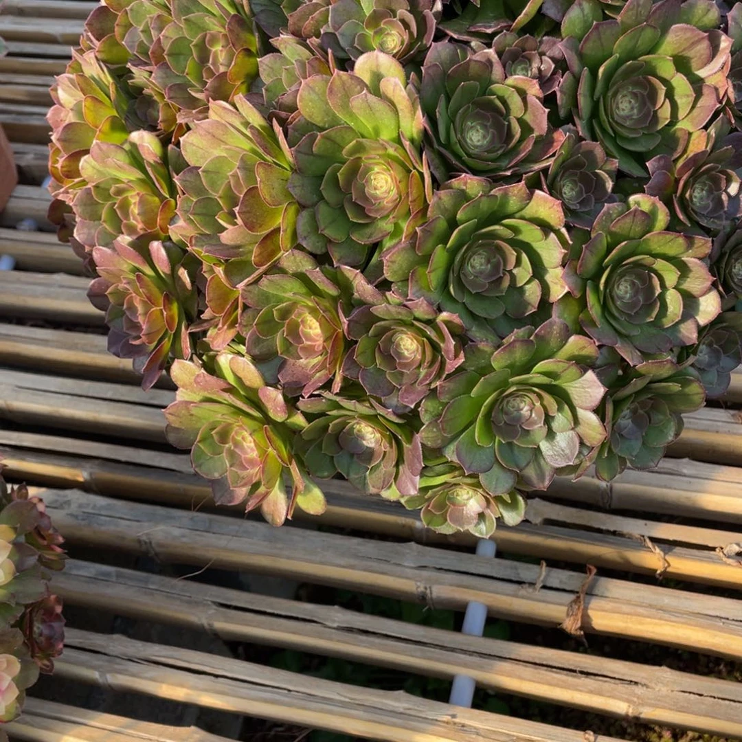 932万圣节多肉法师断枝不包