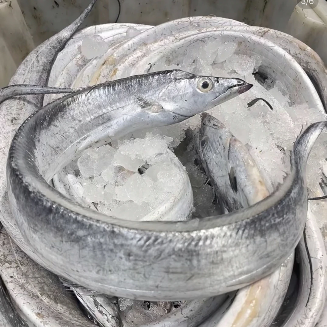 【油带鱼 4 斤 7/8 】条东海野生油带小眼鹰嘴带顺丰