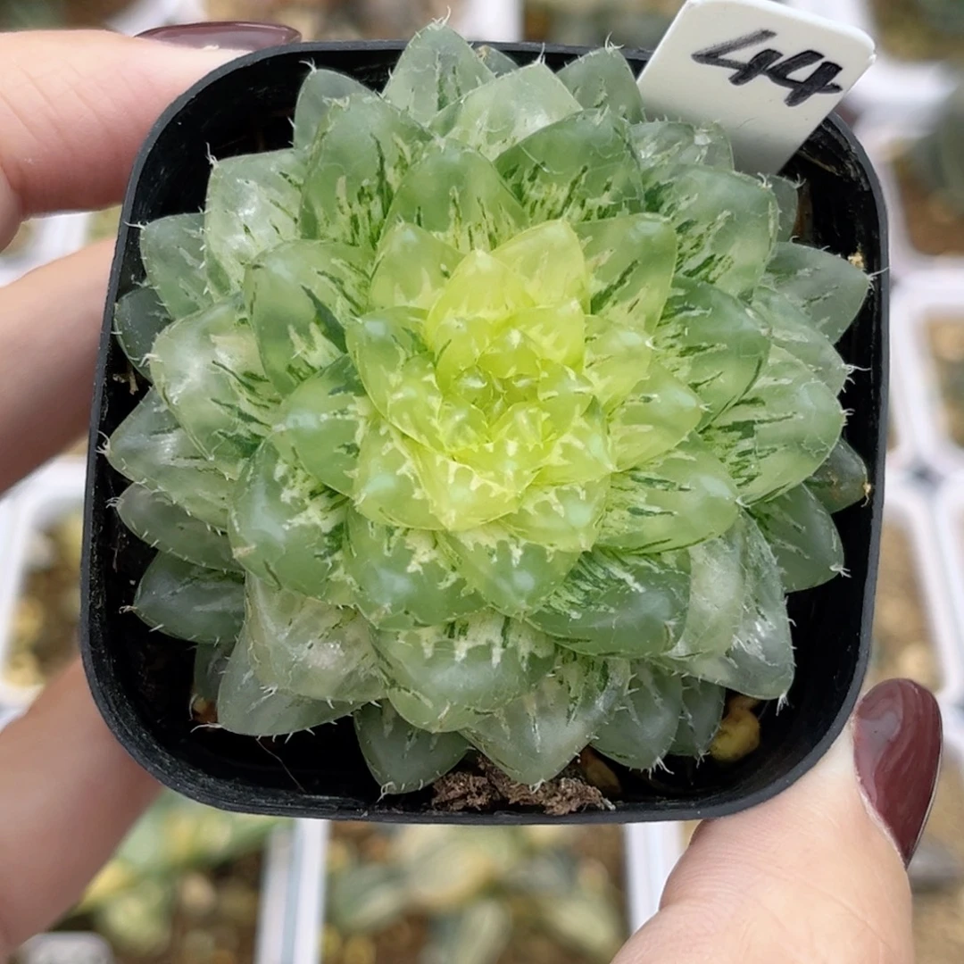 44翠云锦福利专场