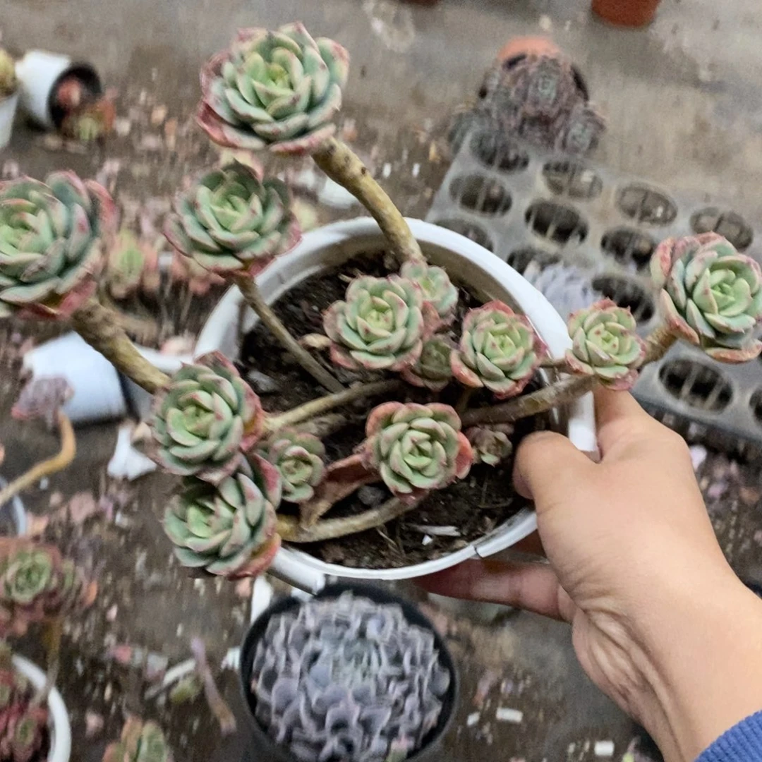 妮可莎娜玫瑰大盆整桩