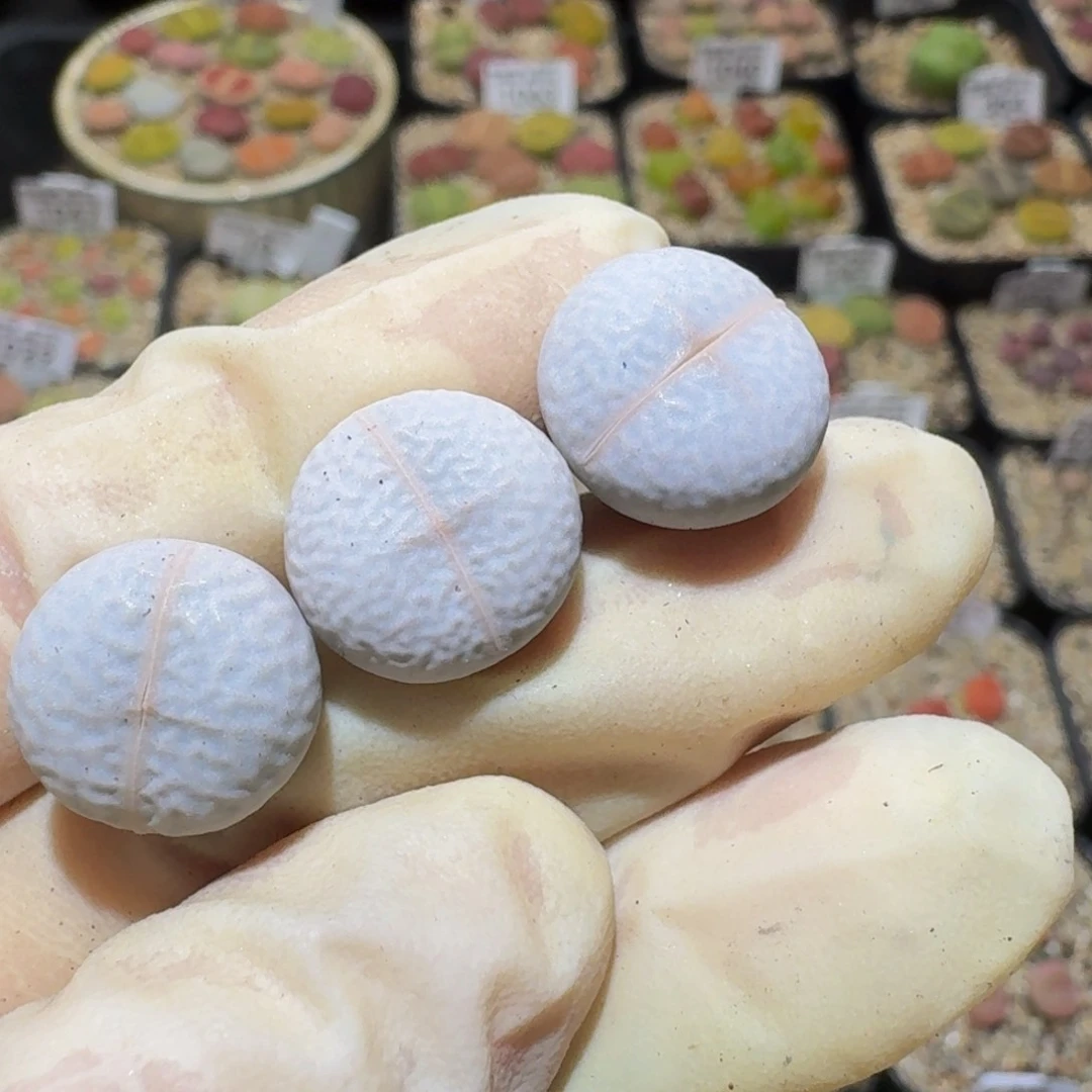 ベ***淡Ssss精品生石花1103
