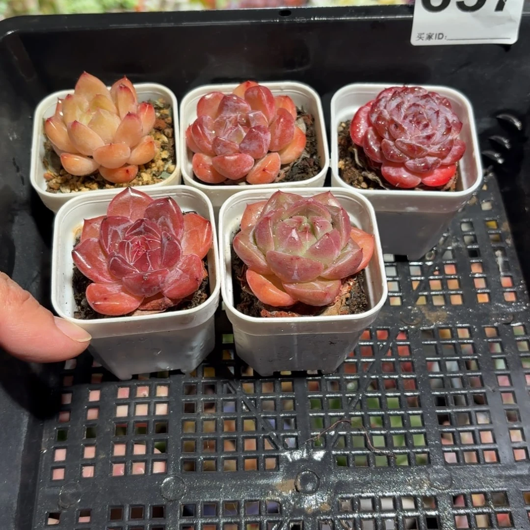 多肉杂交5颗一组657