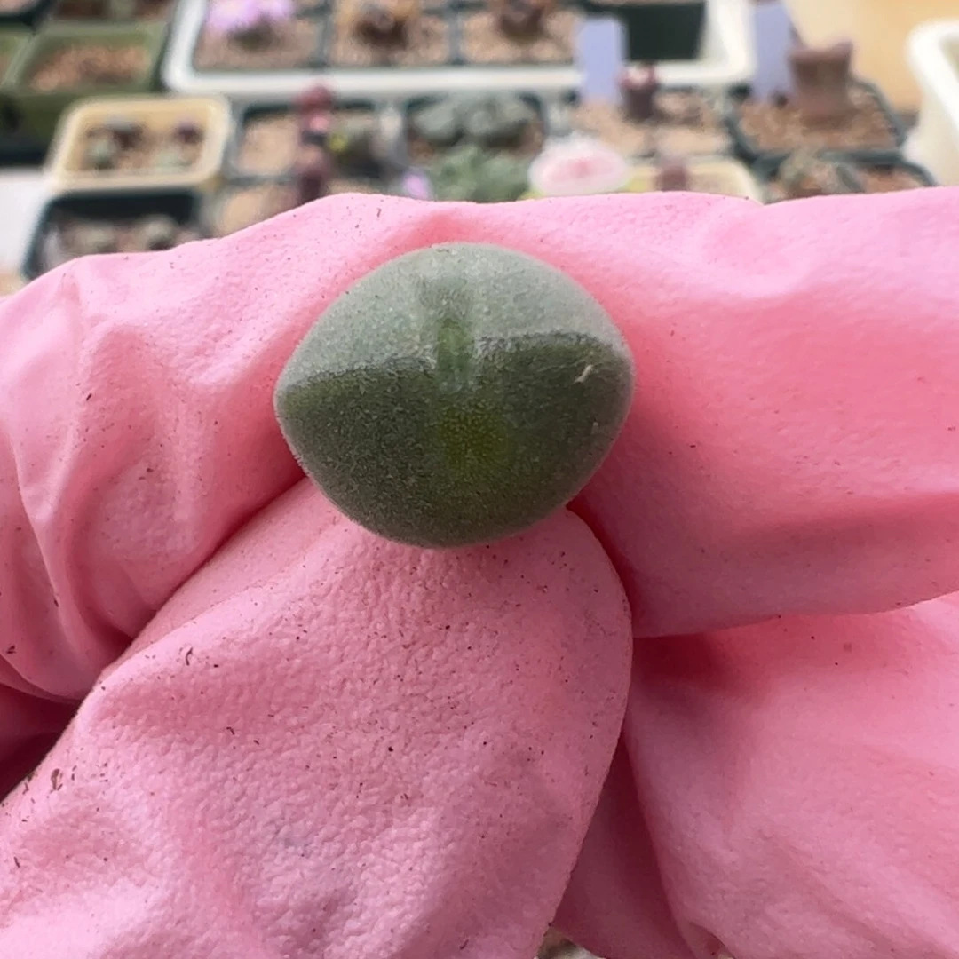 796 好看的多肉冲冲冲q