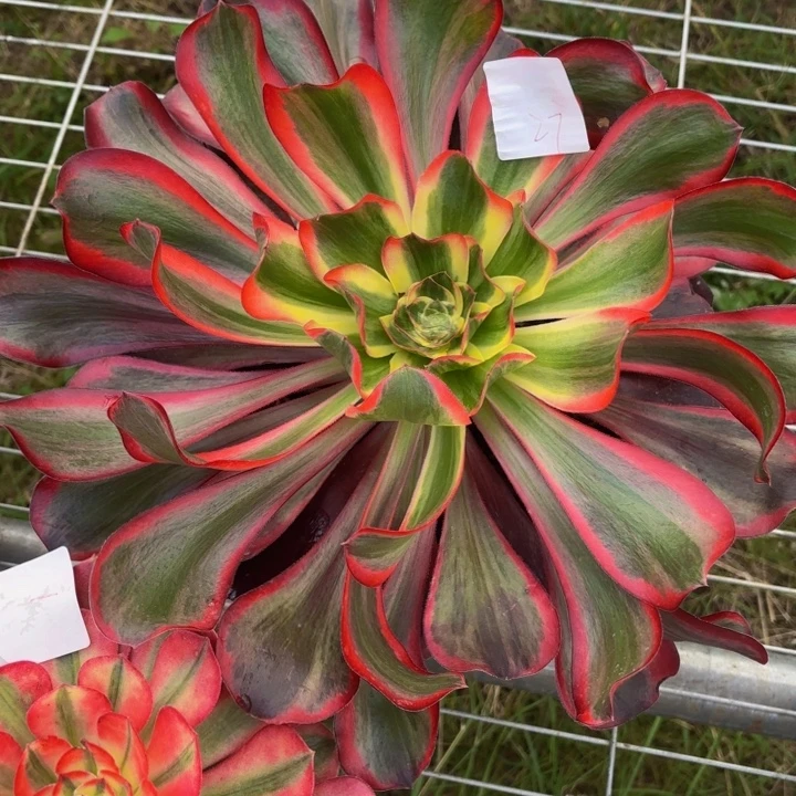 云南红魔女好看27号