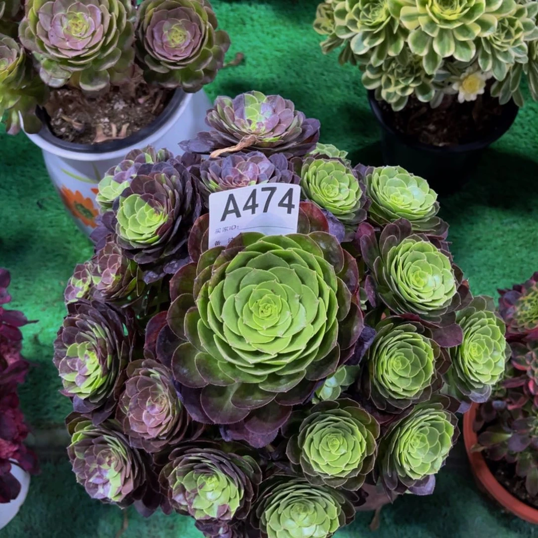 花月夜000000000474