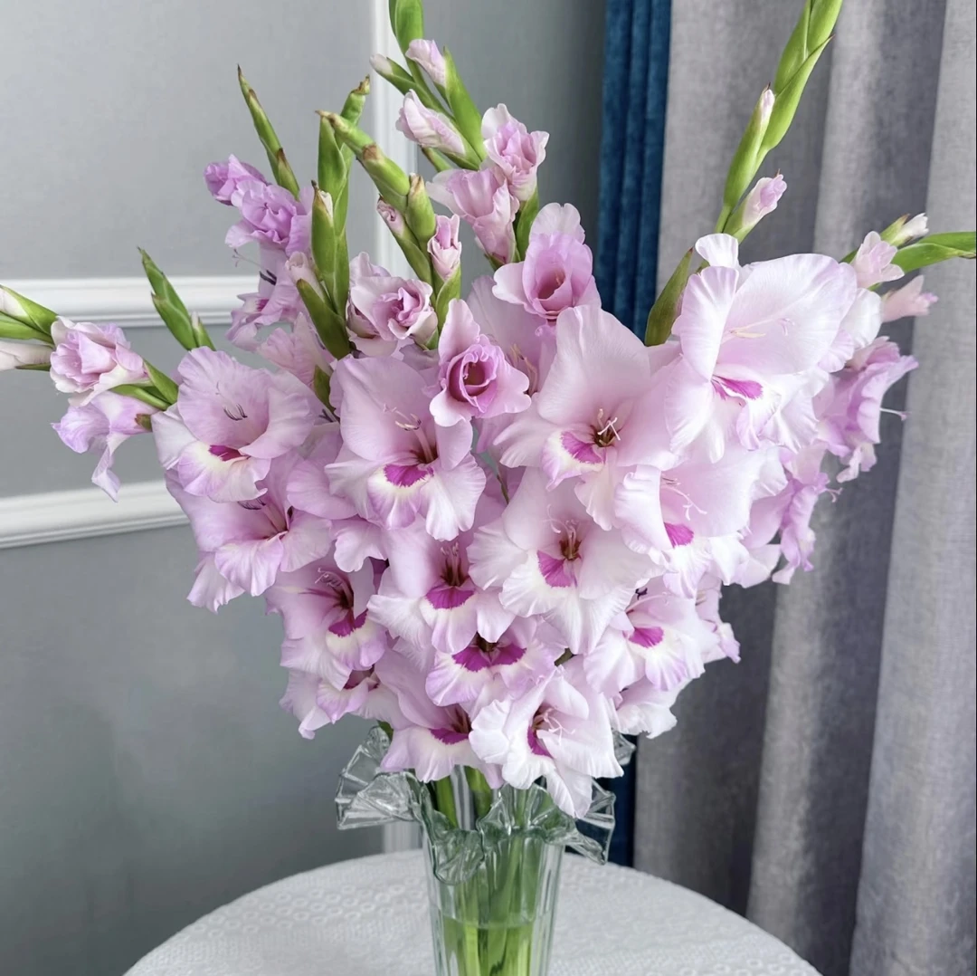 【一帘幽梦】剑兰1扎全店拍任意2单以上鲜花升级顺丰或德邦空运