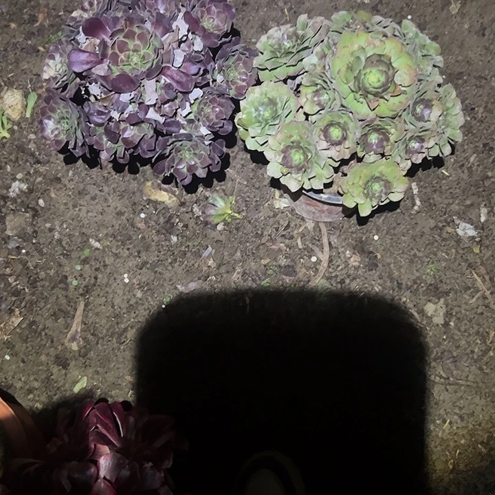 不包侧枝一物一拍48