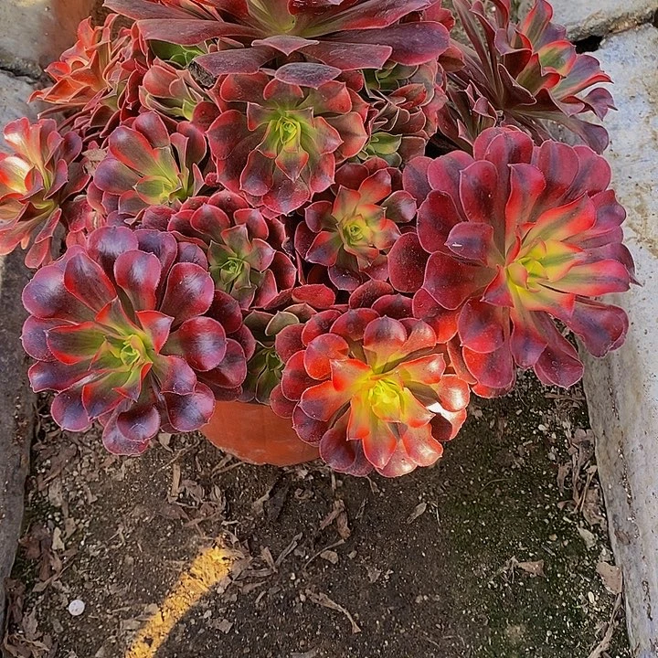 多肉植物美杜莎412多肉