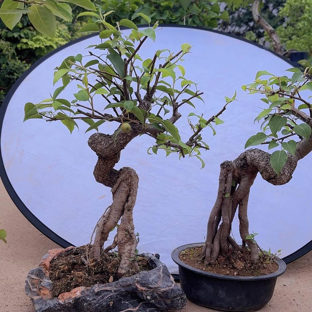当前无花朵，栽培后可花朵糖梨盆景造型盆栽花卉