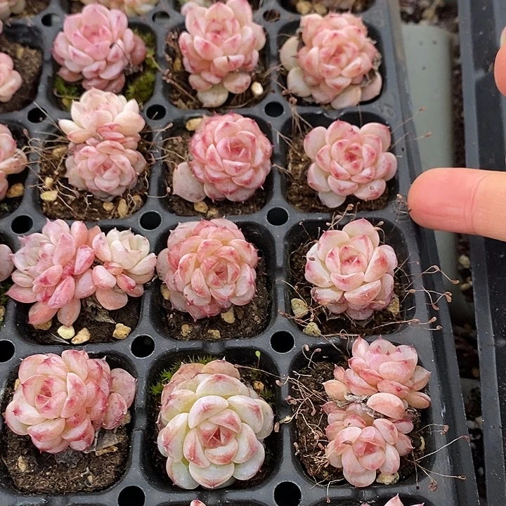 23 多肉植物盆栽花卉