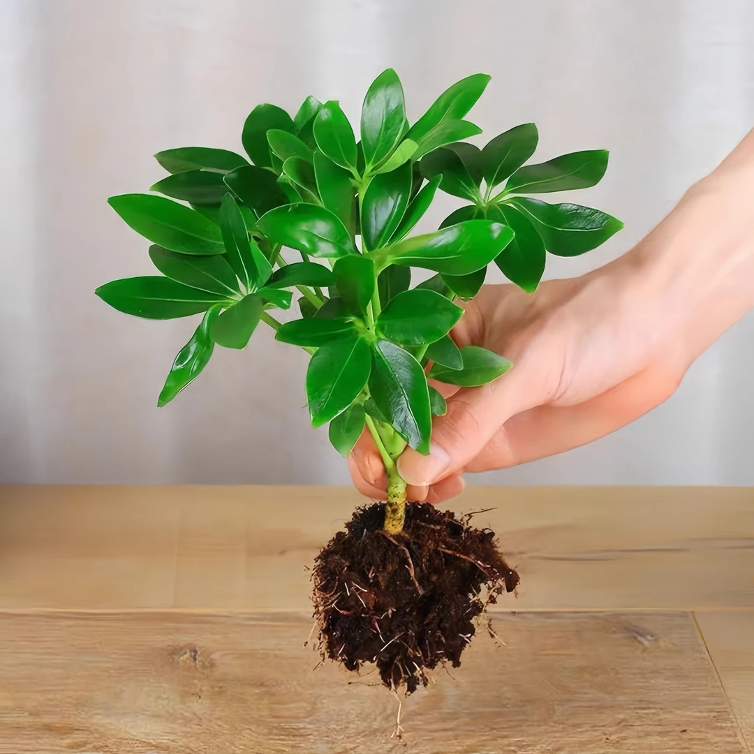 鸭脚木盆栽土培水培绿植盆景四季好养活八方来财客厅植物办公桌面