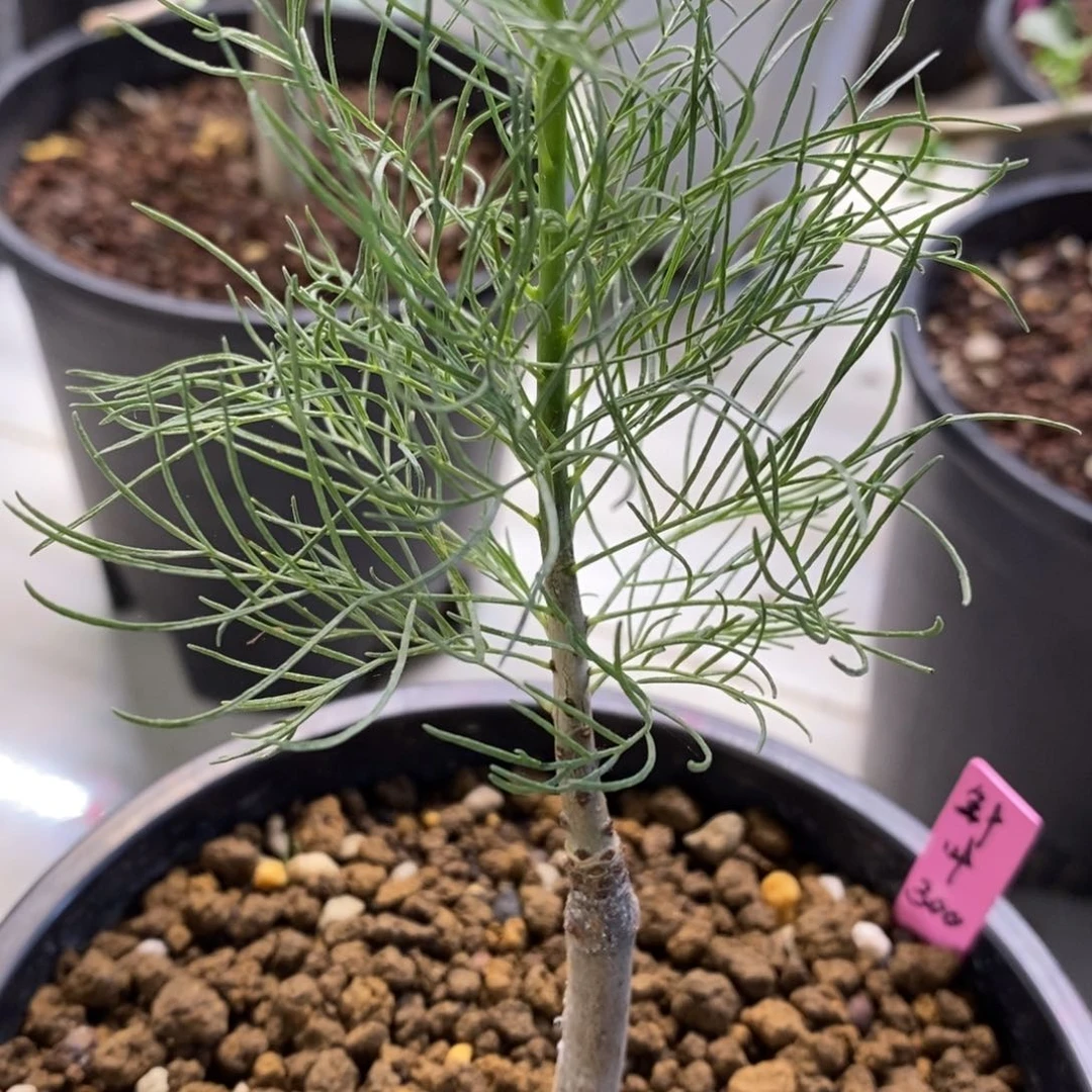 针叶橄榄实生带盆