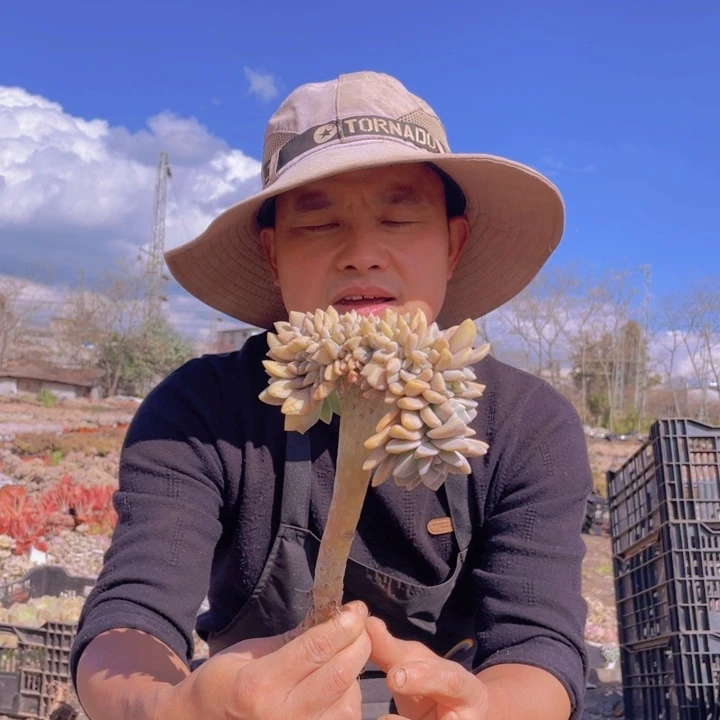 161淡雪缀化一物一拍