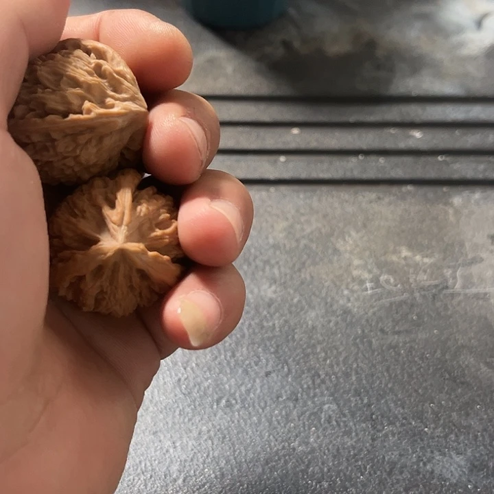 核桃纹山三楞111111