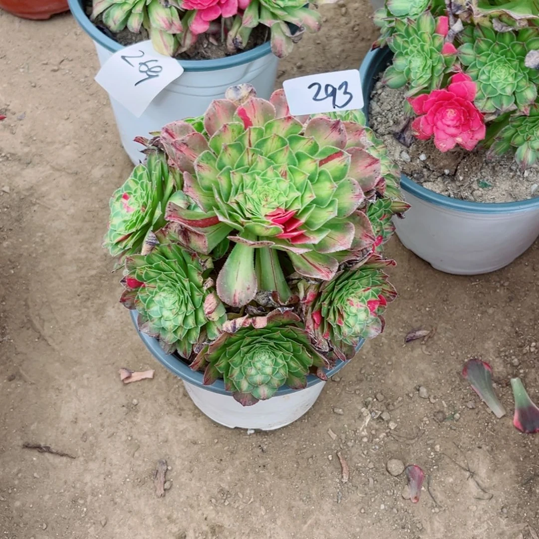 无*无293知否多肉法师