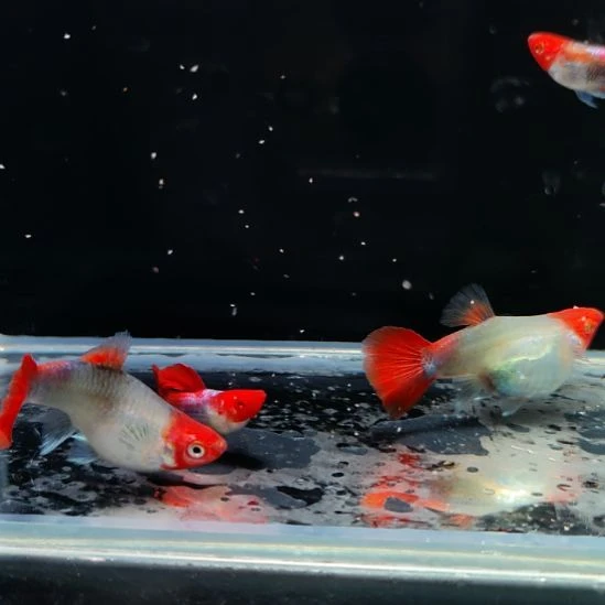 孔雀鱼深海蓝贵族两对