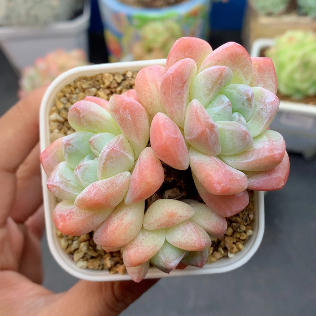 58包邮  群生不包整08