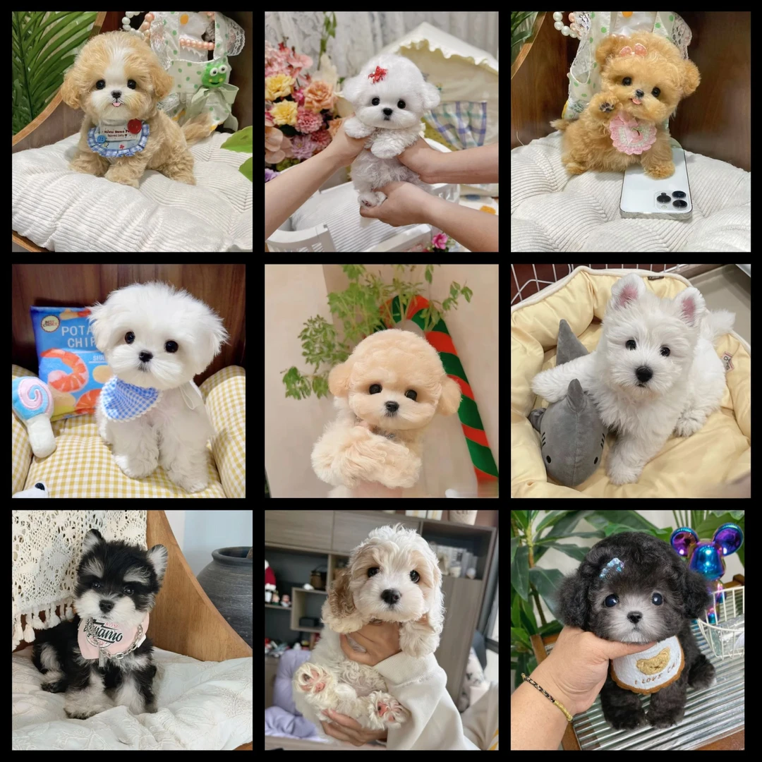 【罗阳犬舍】马尔泰可卡布可卡熊泰迪熊比熊腊肠西高地2A