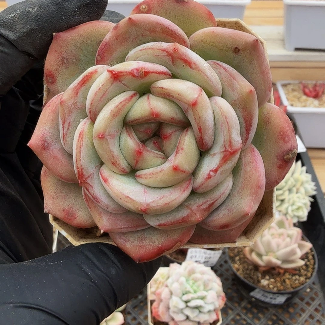 0105-60长相思单头