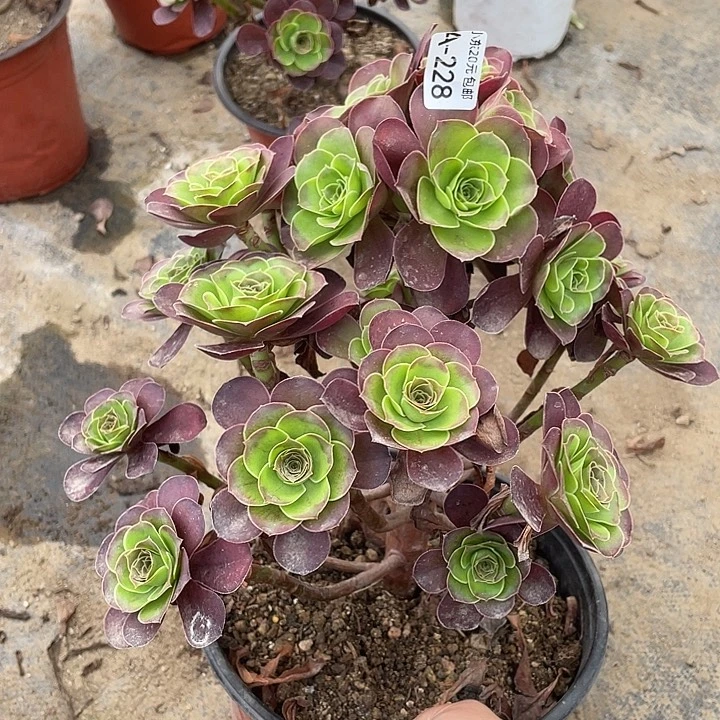 228魅金玫瑰无主头多肉植物法师