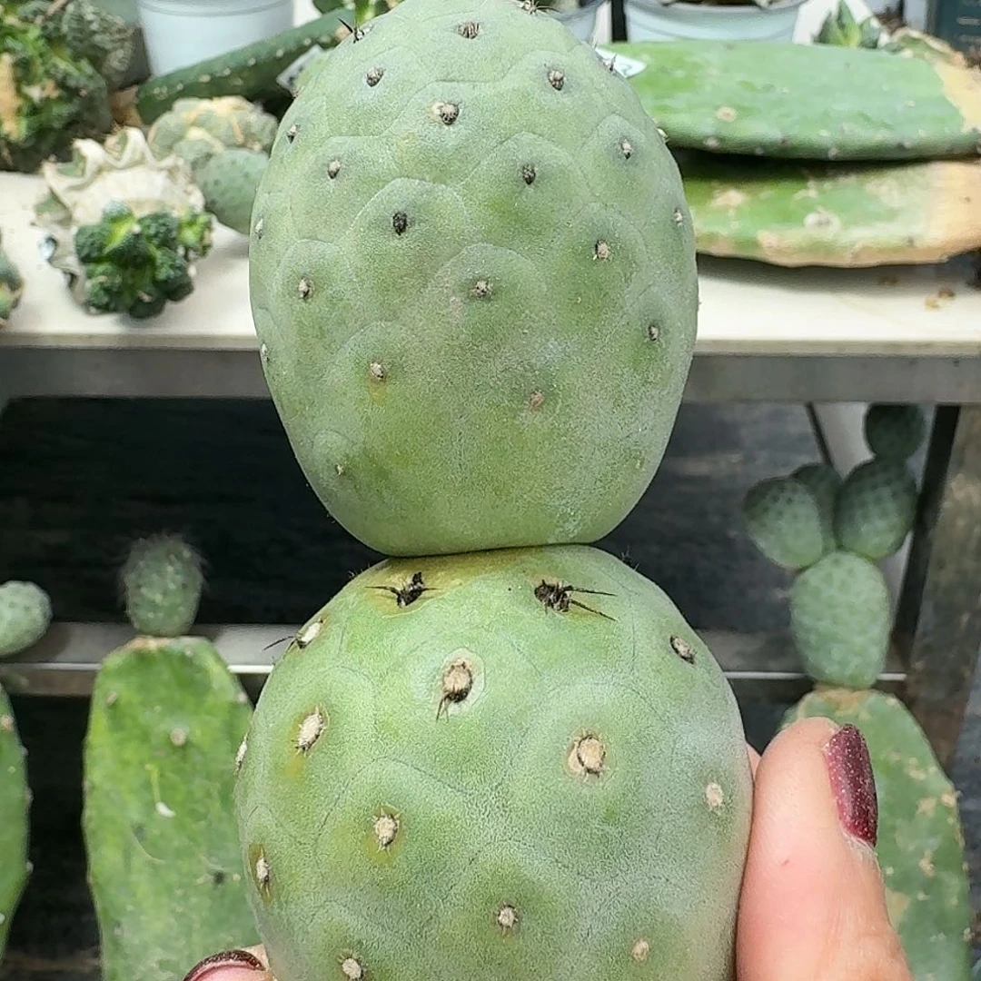 【闪购商品】无花朵双头大型鹅蛋习