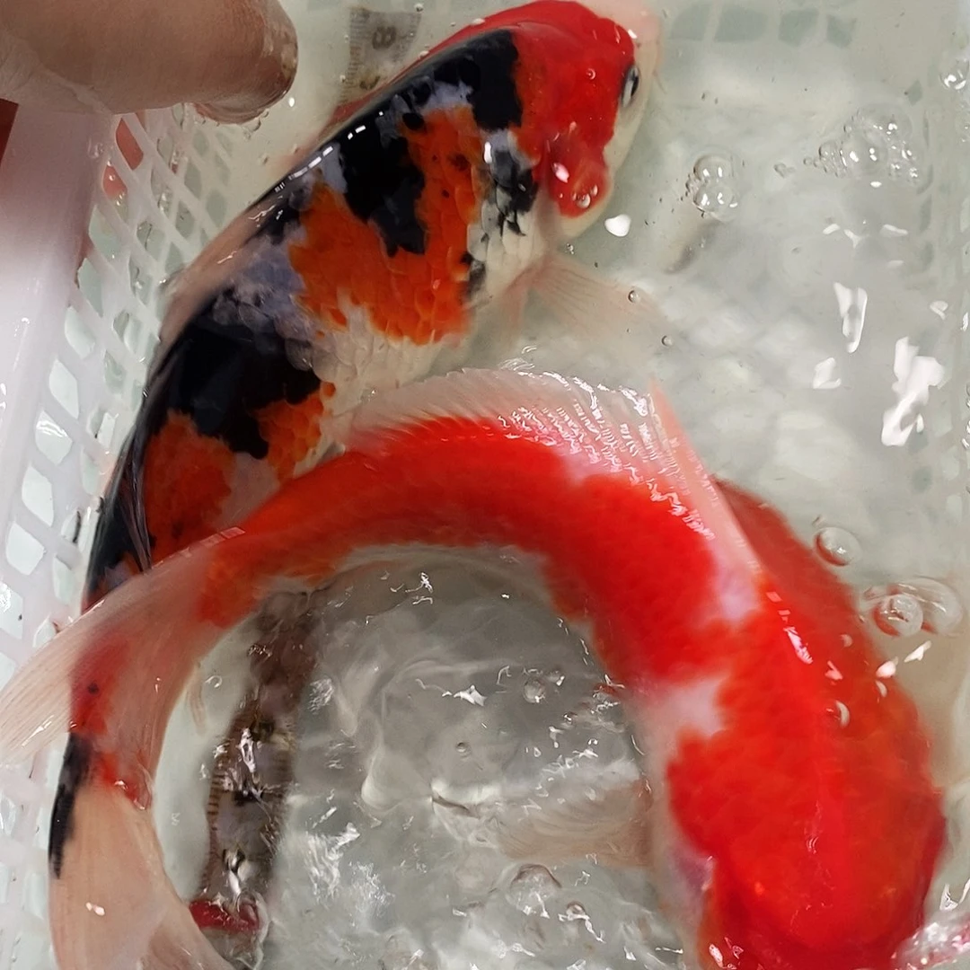 锦鲤冷水锦鲤包邮