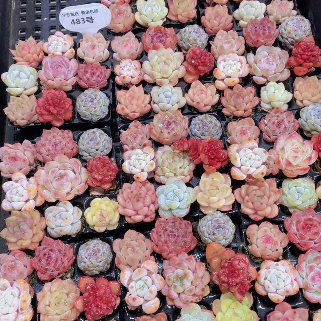 483号 精品美肉九个