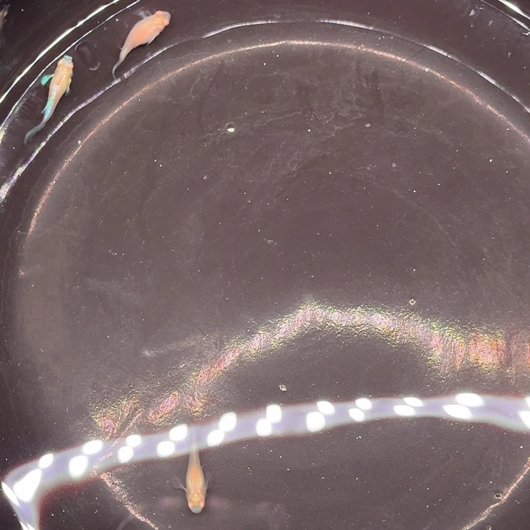 孔雀鱼蓝白欧意2对