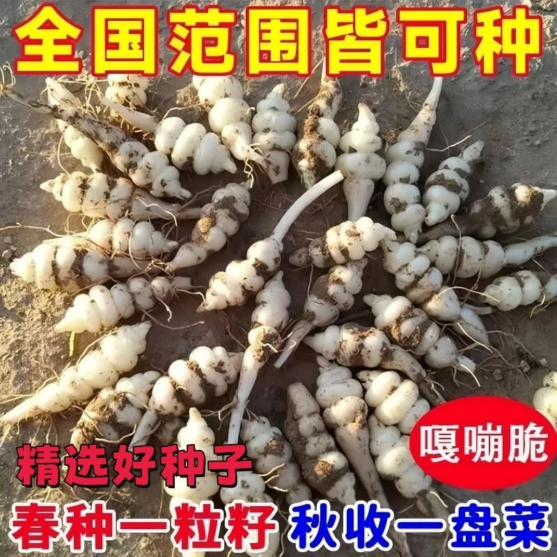 5包宝塔菜种子地牯牛种子全国优良种四季发芽蔬菜种子螺丝菜