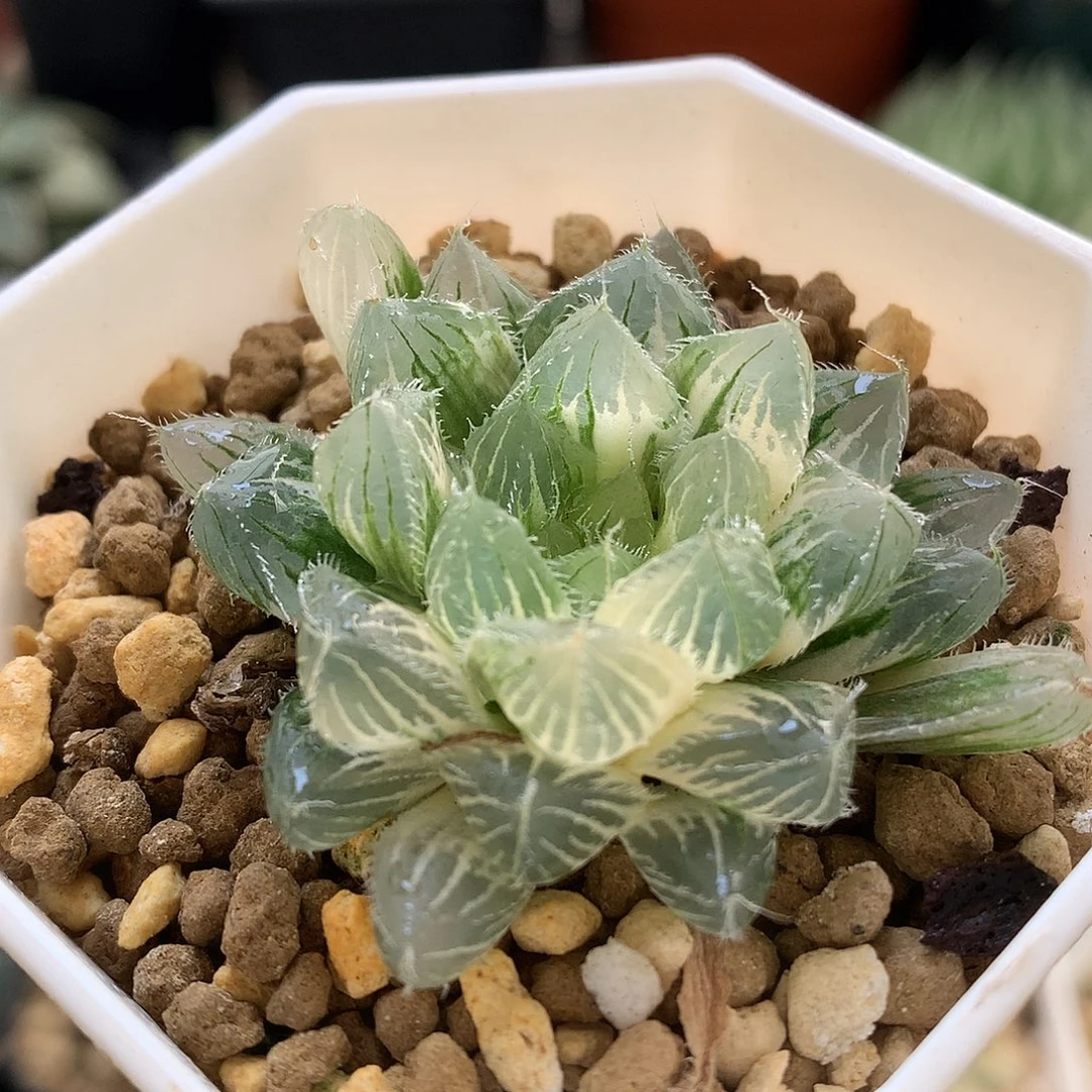 冰魄玉露锦带盆土发货tut