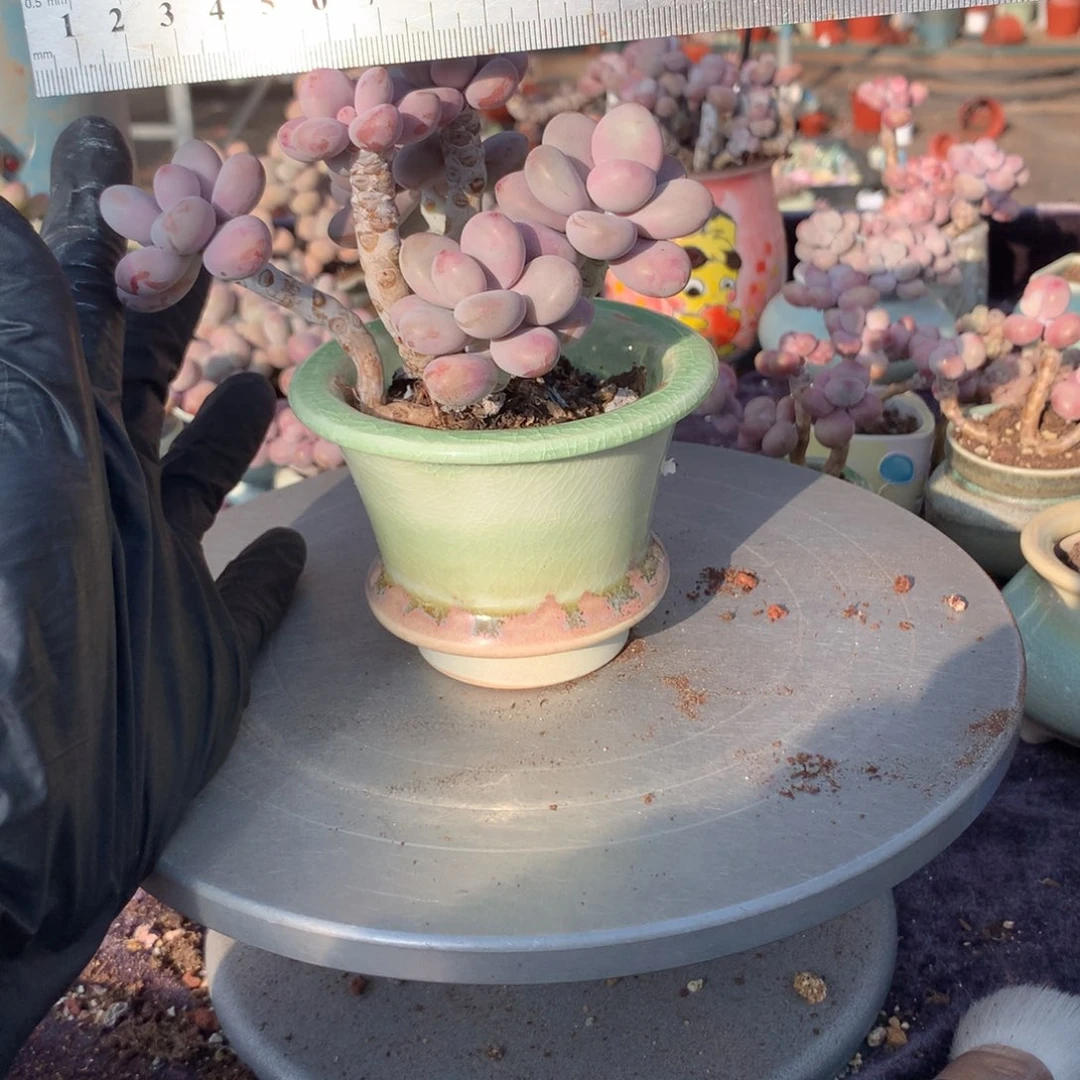 9号桃蛋带盆偏远地区不包邮的