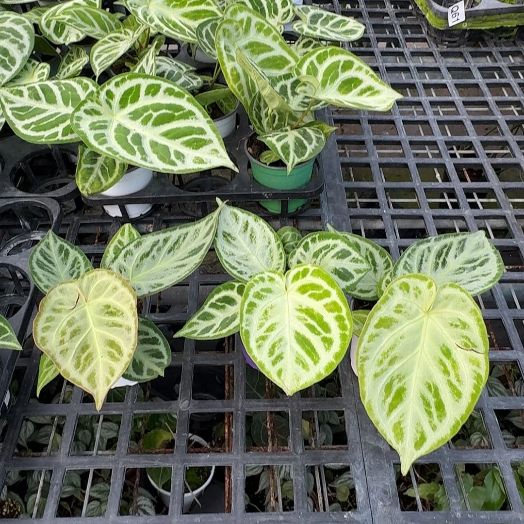 完全开放叶损铜锣烧银刷子福利可挑选