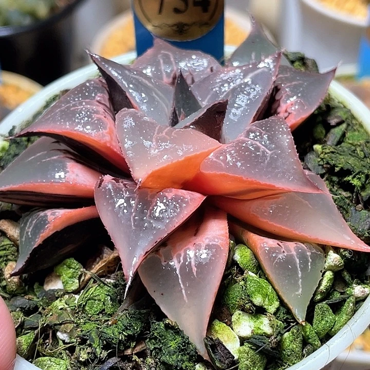 754酒吞锦亚母本级别