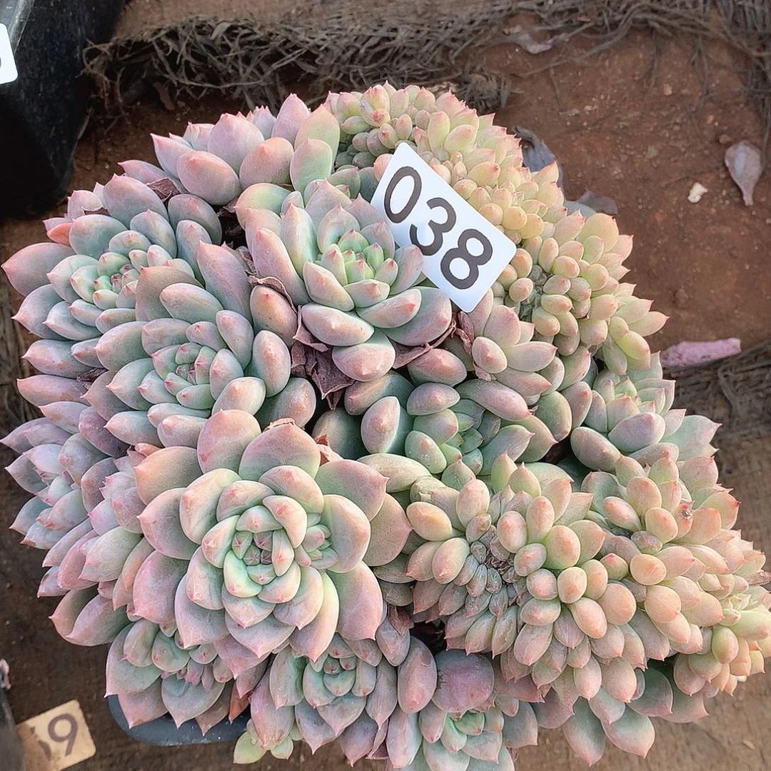 038霜花一物一拍多肉