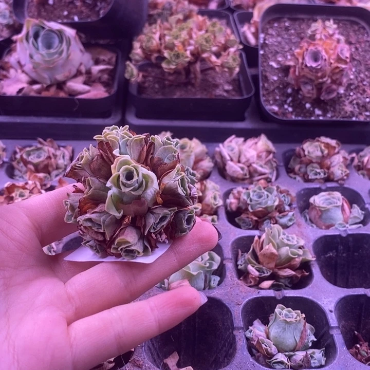 8374玫瑰玫瑰玫瑰玫瑰