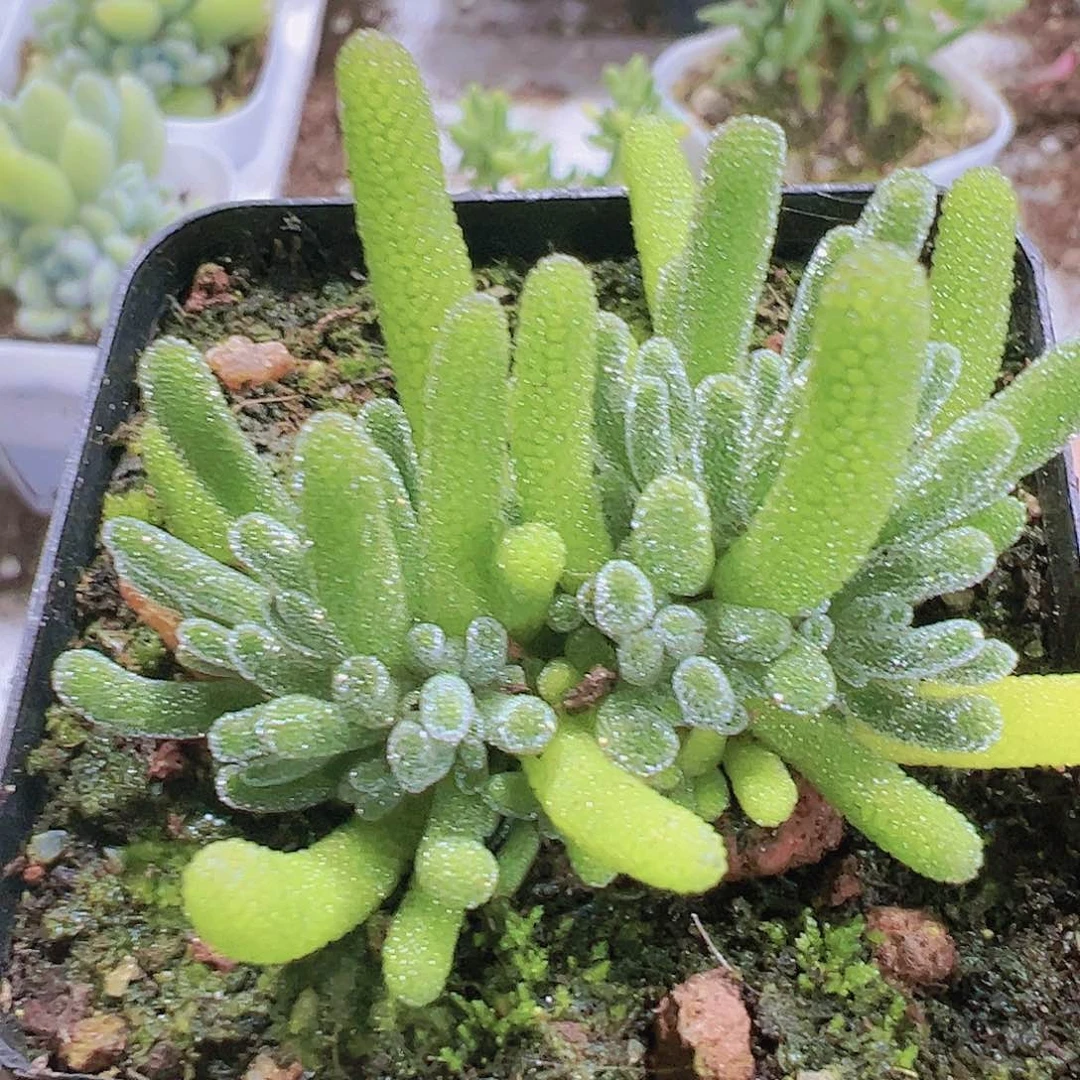 冰晶荧光枝干19包邮