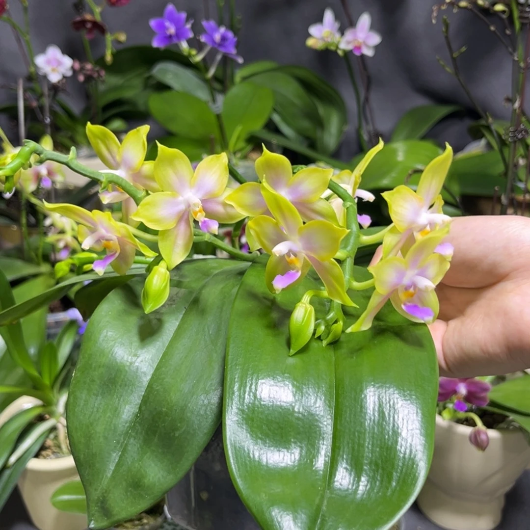 完全开放4寸鹰隼彩虹开花株