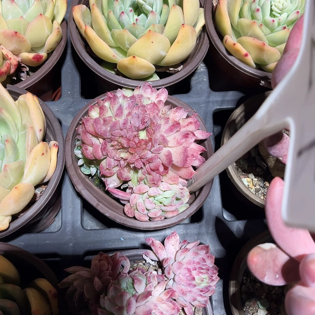 听**.224多艘植物被发现并捕获