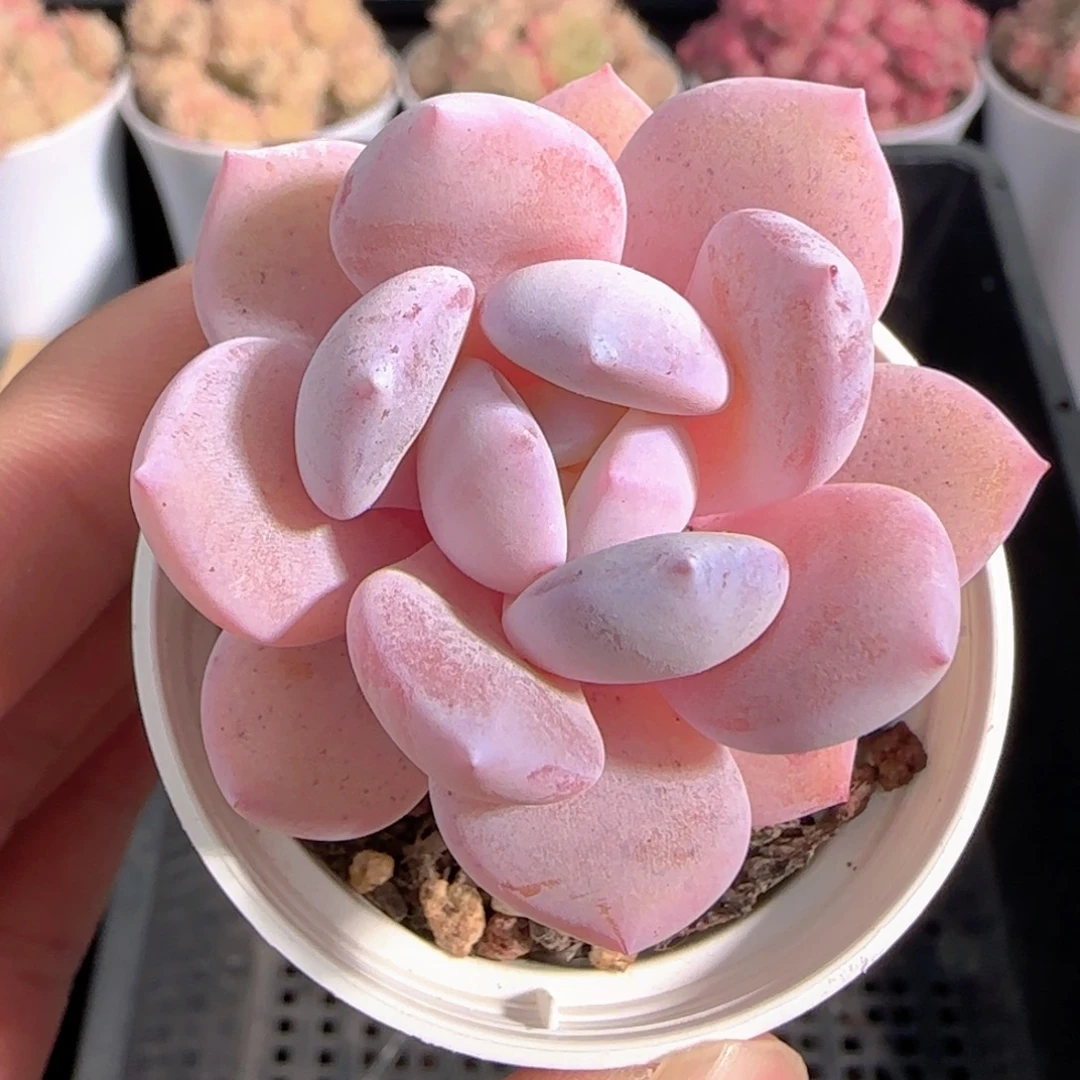 多肉1227-22福利福利