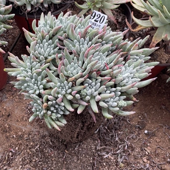 料*920号雪花多肉植物