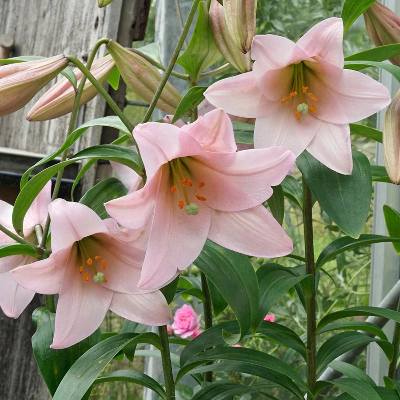 进口LO百合种球铁炮花球种子花香耐寒耐热无需春化易繁殖新手易种