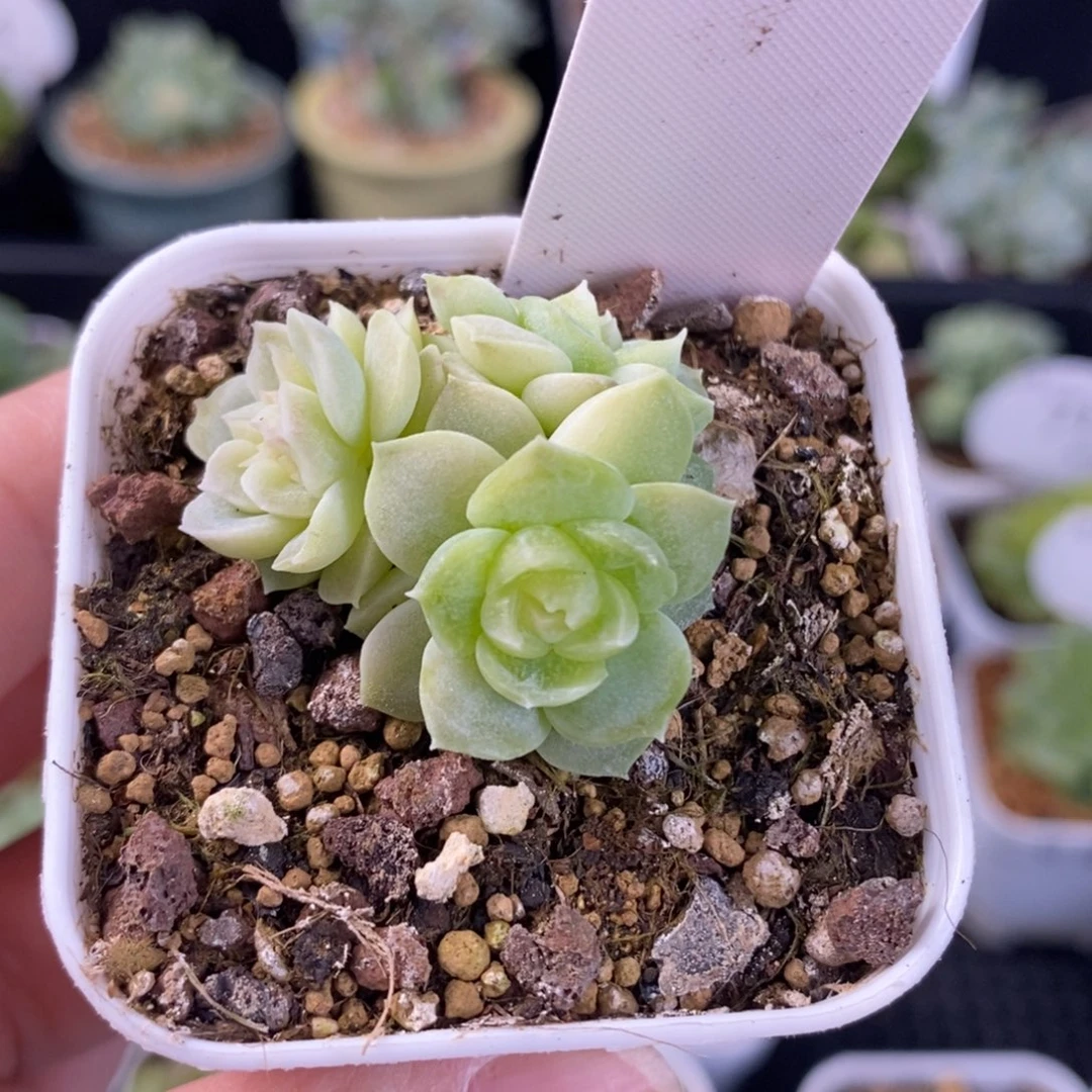 —***^Happy一颗翡翠留心