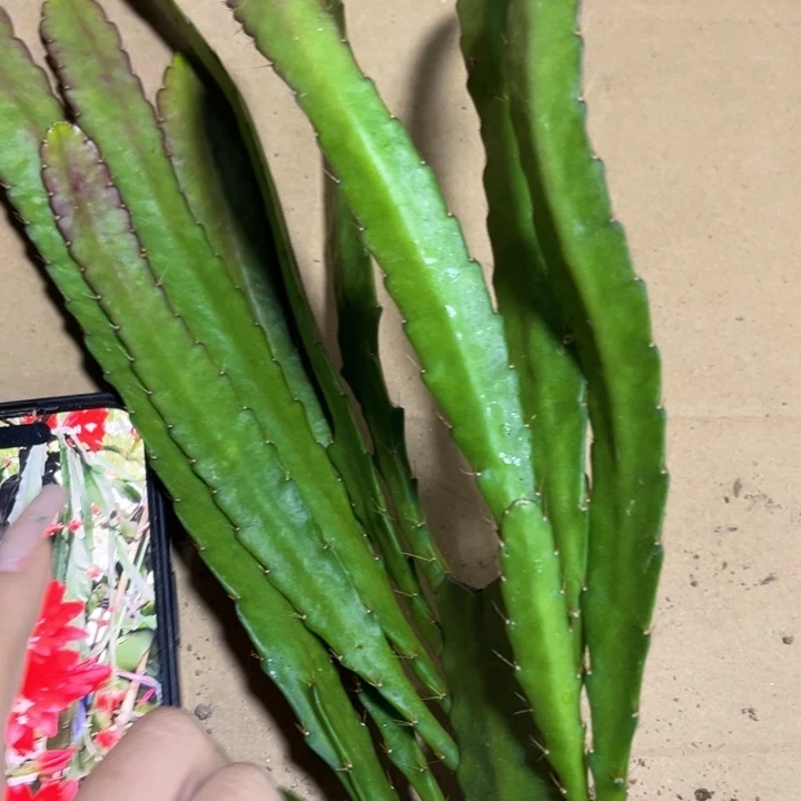当前无花栽培后可以开花810
