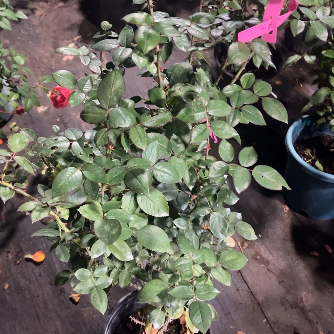 无花朵一物一拍238号