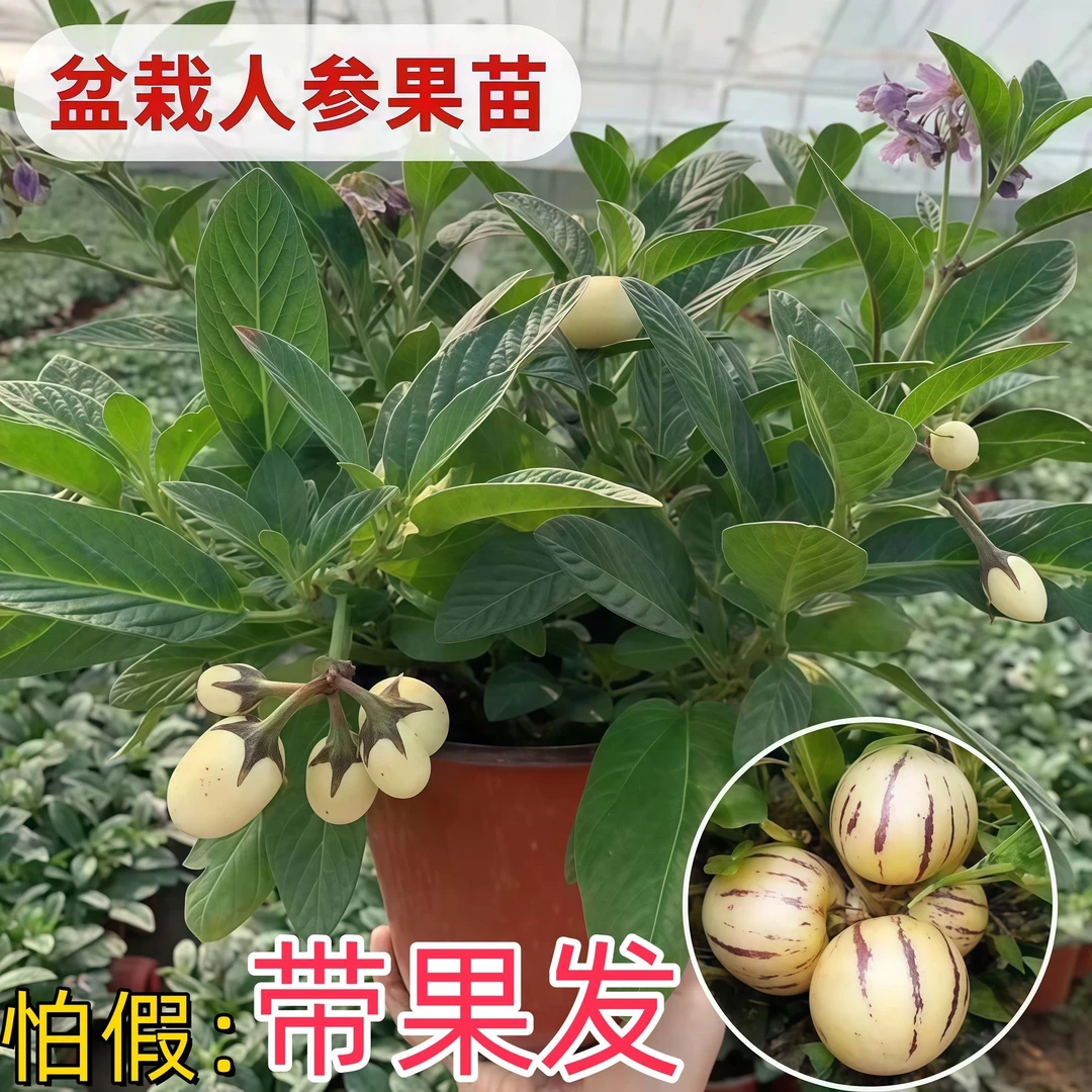 云南人参果苗盆栽人生果长寿果奶香人参果秧苗苗人参果种子阳台