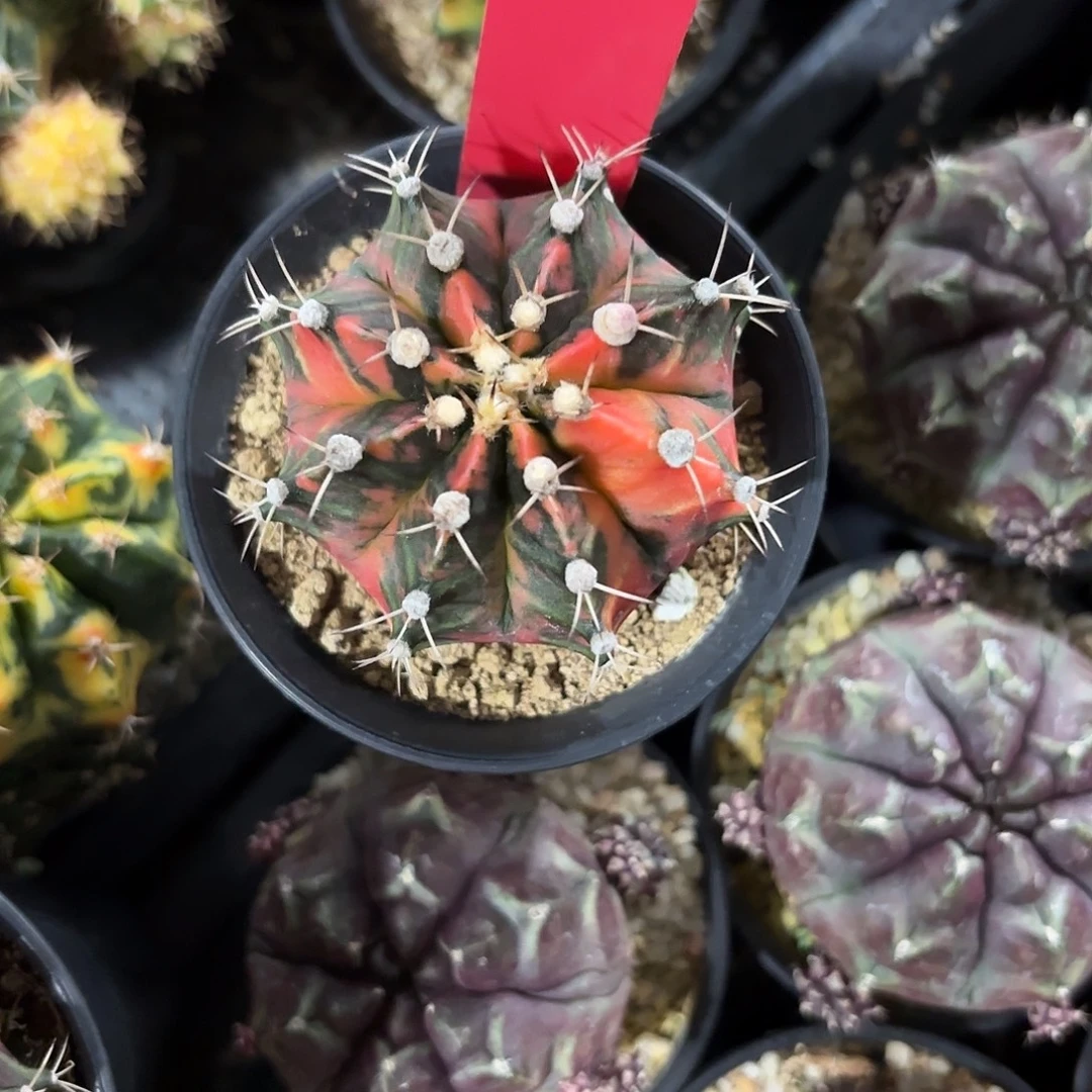 262-1109泰国发货多肉