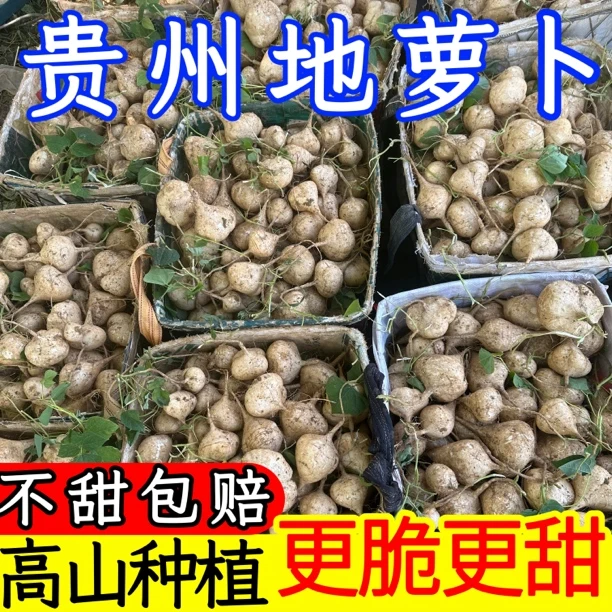 【贵州地萝卜】新鲜超甜凉薯现挖沙土白地瓜脆嫩鲜甜沙葛豆薯中大果