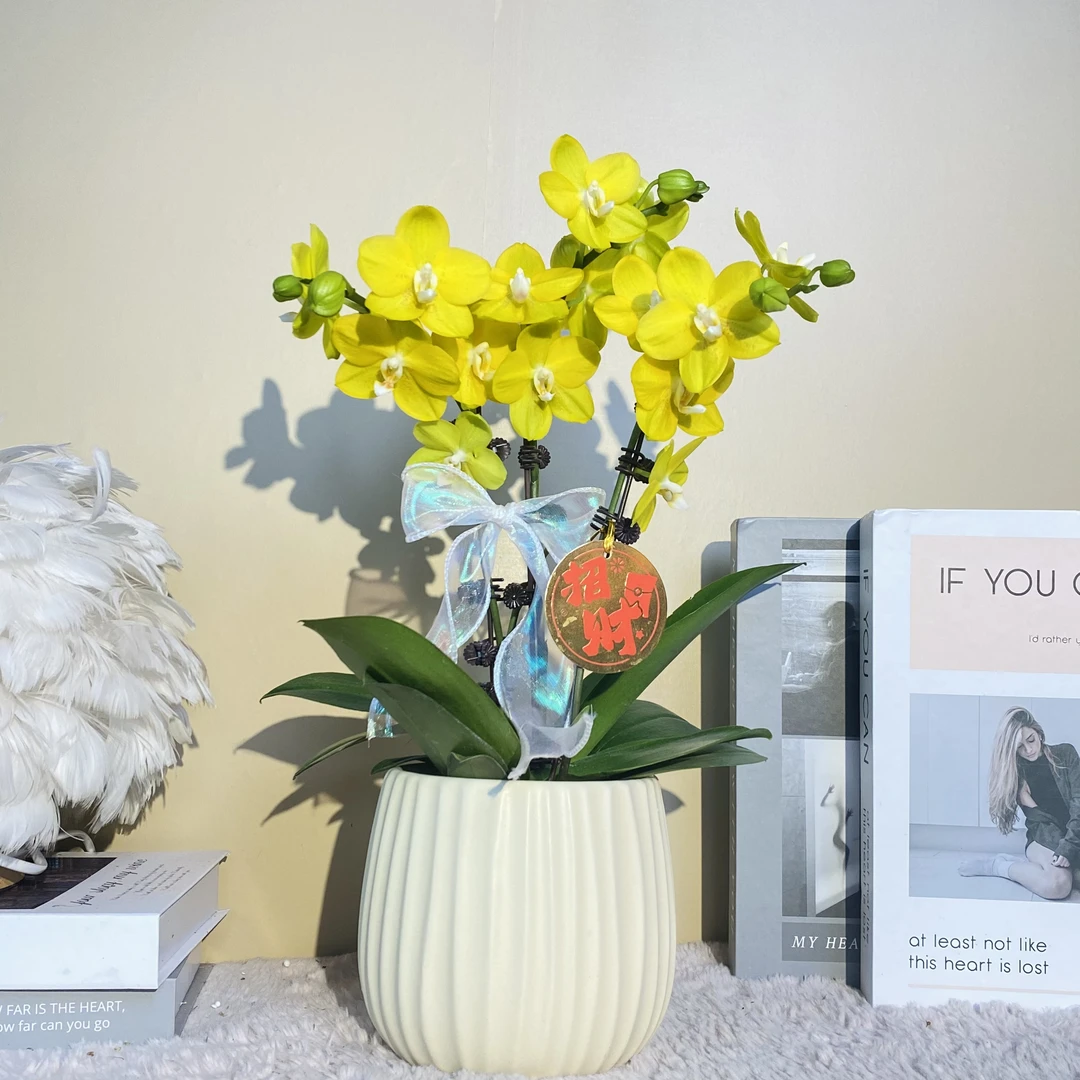 秘密花园 金菠萝 带香味蝴蝶兰 金黄色系花瓣  客厅卧室美观带花